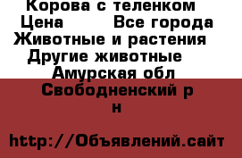 Корова с теленком › Цена ­ 69 - Все города Животные и растения » Другие животные   . Амурская обл.,Свободненский р-н